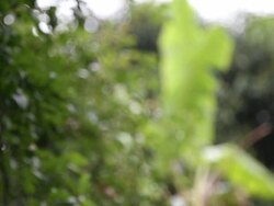 Banana Leaf Stock Footage