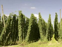 MS Cut of hops in hop garden / Mainburg, Bavaria, Germany Stock Footage