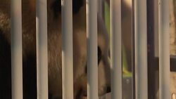 CLEAN : Dutch panda mania as giant bears arrive from China News Clip