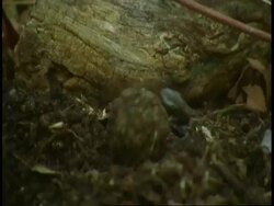 MS Dung beetle rolling dung ball, Bandhavgarh National Park, India Stock Footage