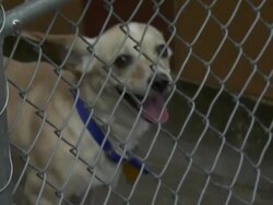 Cesar Millan at the North Shore Animal League Pet Adoptathon Weekend 2010 with Cesar Millan at Port Washington NY. (Footage by WireImage Video/GettyImages) Stock Footage