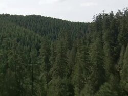 WS AERIAL View of forest in mountain / Oregon, United States Stock Footage