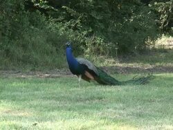 Peacock 15: HD 1080/60i Stock Footage