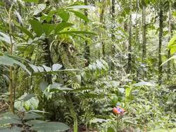 Early morning time-lapse of the interior of tropical rainforest Stock Footage