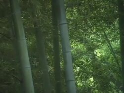 Asian Bamboo Forest in Wind Stock Footage