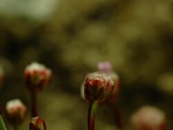 T/L Thrift (Armeria sp.) Bud Growth, coastal flower in the UK Stock Footage