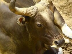 Banteng Stock Footage