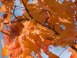 SLO MO Autumn time Stock Footage