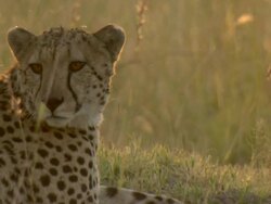 MS Cheetah resting on grassy mound in afternoon light / Okavango Delta, North West District, Botswana Stock Footage