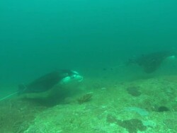Mantas at clean station, three over reef, Mozambique  Stock Footage