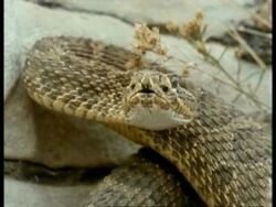 CU Snake flicking tongue to camera Stock Footage