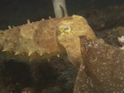 Broadclub cuttlefish Camouflage. Indonesia  Stock Footage