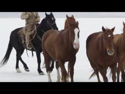 Slow motion of horses running. Stock Footage