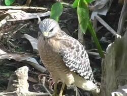 Hawk 2 NTSC Stock Footage