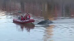 VOICED : Una ballena perdida en puerto de Buenos Aires News Clip