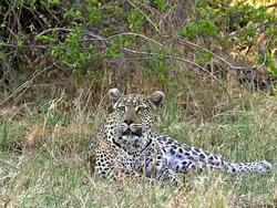 MS SLO MO Leopard, panthera pardus Shaking Head, Okavango Delta / Moremi Reserve, Botswana, South Africa Stock Footage