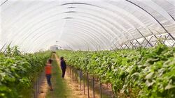 Female farm workers pick strawberries in poly tunnel. Stock Footage