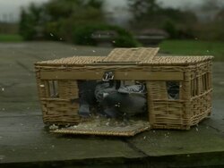 SLO MO pigeons (Columba livia) fly out of basket, UK Stock Footage