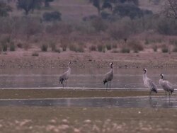 Common Cranes (Grus grus), at their roost on Lake Cubillar, Caceres Province in Extremadura, Spain Stock Footage