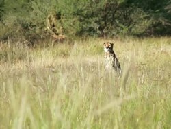 MS Cheetah sitting and searching in field / D2440, Otjiwarongo, Namibia Stock Footage