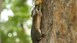 Red Squirrel Stock Footage