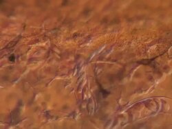 Capillaries of Toad tadpole tail. Olympus BH-2 microscope Olympus S-Plan 20x objective with 2.5x photoeyepiece. Differential Interference Contrast. Shutter speed 1/1000 second. Horizontal field of view 700 micrometres. Stock Footage