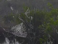Dew-Covered Spider Webs Stock Footage