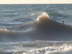 Waves and Seagull Coming to Shore Stock Footage