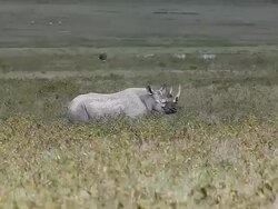 MS TS Diceros bicornis walking through nakuru park / National Park, Africa, Kenya Stock Footage