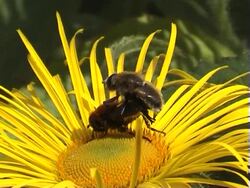 Insect sex Stock Footage