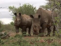 Glimmer of hope for Botswana's decimated rhino population News Clip