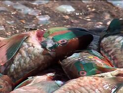 Jamaican food - from high dining to street stalls and spices News Clip