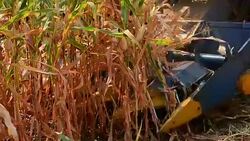 Harvesting Corn Stock Footage