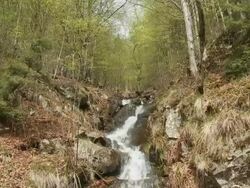 forest stream changing seasons from early spring to summer Stock Footage