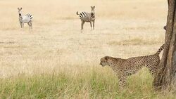 Cheetahs Hunting / preying Stock Footage
