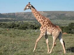 Giraffe walking Stock Footage