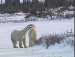 Polar bears (Ursus maritimus) playfully biting each other, near Churchill, Manitoba, Canada Stock Footage