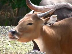 Asian Cattle Stock Footage