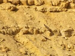 MS TS Shot of Steppe Buzzards (Buteo Buteo vulpinus) thermalling on migration at desert landscape / Eilat mountains / Eilat, Negev Desert, Israel  Stock Footage