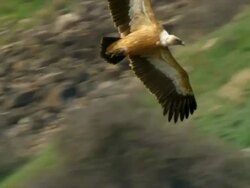 CU TS Shot of Eurasian Griffon Vulture (Gyps fulvus) gliding below / Gamla, Golan Heights, Israel Stock Footage