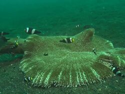 Clark's anemone fish, school over anemone, Indonesia  Stock Footage