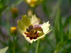 CU SLO MO Flying honeybee on yellow flower / Morristown , New Jersey, USA  Stock Footage
