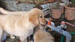 Puppies Drinking from Tap Water Stock Footage
