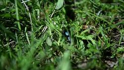 Black bug Stock Footage