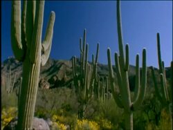 Desert scenic with saguaro cacti, tilt down to yellow brittlebushes amongst rocks, Sonoran desert, USA Stock Footage