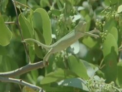 Flapnecked Chameleon, Chamaeleo dilepis, on tree branch reaching for another, Botswana, Africa Stock Footage