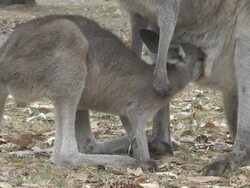Baby Joey Stock Footage