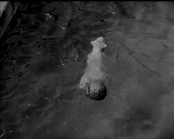 EASTER - HOW DID YOU LIKE IT? News Clip