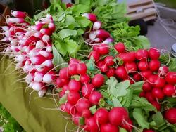 MS SLO MO Shot of Fresh produce (radishes) at Farmer's Market to flowers / Chatham, Michigan, United States Stock Footage