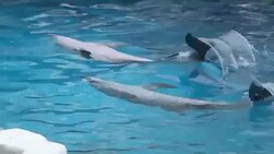 dolphin Stock Footage